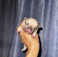 Milky, a male French Bulldog for sale in Greensboro, NC – 2 of 7