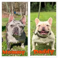 GODO, a male French Bulldog for sale in Greensboro, NC – 8 of 8