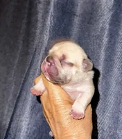 Milky, a male French Bulldog for sale in Greensboro, NC – 1 of 7