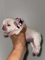 Gail, a female French Bulldog for sale in Greensboro, NC – 5 of 9