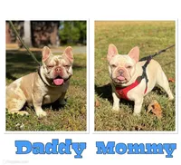 Crystal, a female French Bulldog for sale in Greensboro, NC – 7 of 8