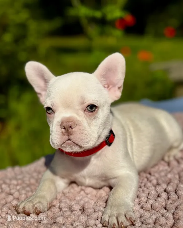 Cherry – French Bulldog puppy for sale in Greensboro, NC