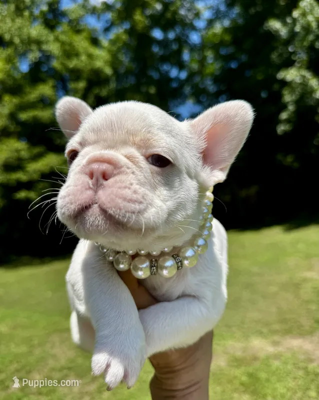 Gail – French Bulldog puppy on hold in Greensboro, NC