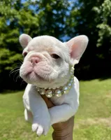 Gail, a female French Bulldog for sale in Greensboro, NC – 7 of 9