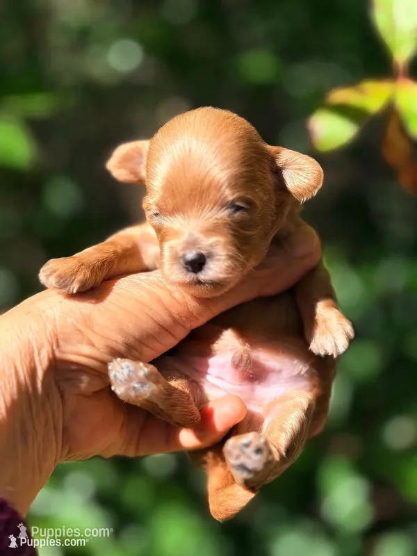 Tea Cup Korean Maltipoo - Pie – Maltipoo, Poodle - Toy  puppy for sale in Greensboro, NC