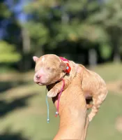 Pumpkin , a female Maltipoo and Poodle - Toy  for sale in Greensboro, NC – 1 of 10