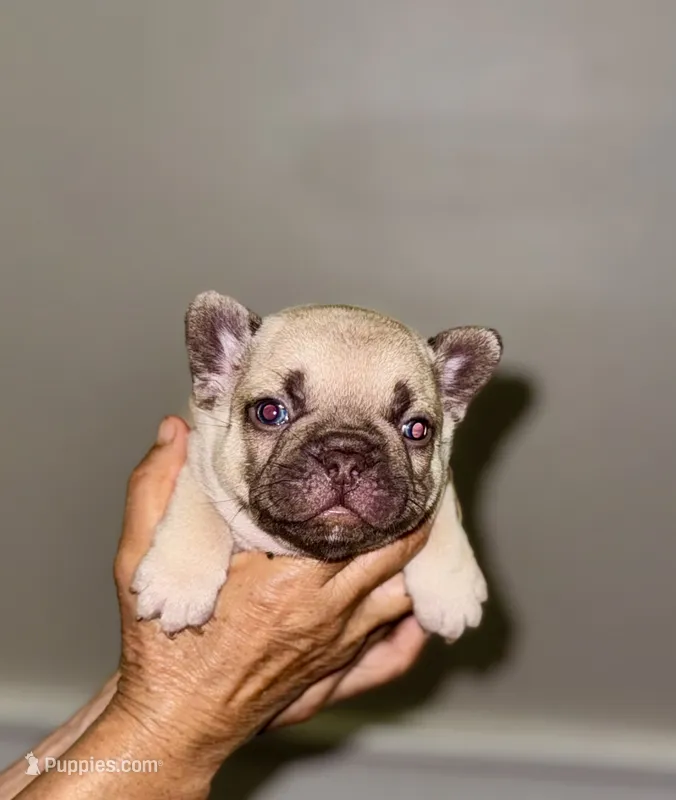 Miso – French Bulldog puppy for sale in Greensboro, NC