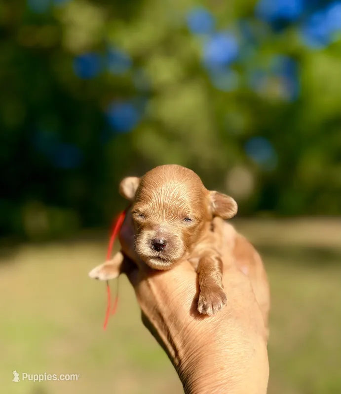 Tea Cup Korean Maltipoo - Pie – Maltipoo, Poodle - Toy  puppy for sale in Greensboro, NC