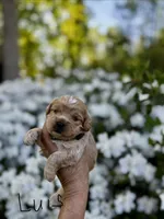 LUIS-Korean Maltipoo Boy, a male Maltipoo and Poodle - Toy  for sale in Greensboro, NC – Photo 3 of 6