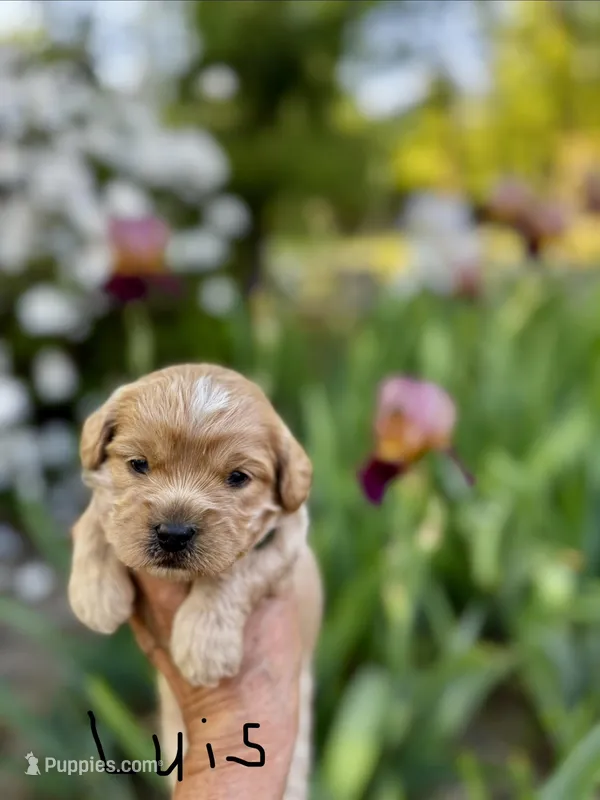 LUIS-Korean Maltipoo Boy – Maltipoo, Poodle - Toy  puppy for sale in Greensboro, NC