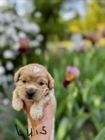 LUIS-Korean Maltipoo Boy, a male Maltipoo and Poodle - Toy  for sale in Greensboro, NC – Photo 1 of 6
