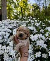 LUIS-Korean Maltipoo Boy, a male Maltipoo and Poodle - Toy  for sale in Greensboro, NC – Photo 4 of 6