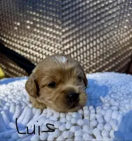LUIS-Korean Maltipoo Boy, a male Maltipoo and Poodle - Toy  for sale in Greensboro, NC – Photo 5 of 6