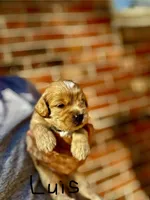 LUIS-Korean Maltipoo Boy, a male Maltipoo and Poodle - Toy  for sale in Greensboro, NC – Photo 2 of 6