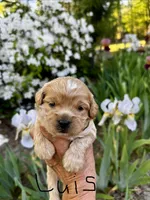 LUIS-Korean Maltipoo Boy, a male Maltipoo and Poodle - Toy  for sale in Greensboro, NC – Photo 6 of 6