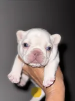 CHICO, a male French Bulldog for sale in Greensboro, NC – 5 of 10