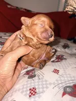 Amber-Korean Red Toy Maltipoo, a female Maltipoo and Poodle - Toy  for sale in Greensboro, NC – 1 of 10