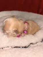 Korean Red toy Maltipoo-Apple, a female Maltipoo and Poodle - Toy  for sale in Greensboro, NC – 3 of 10
