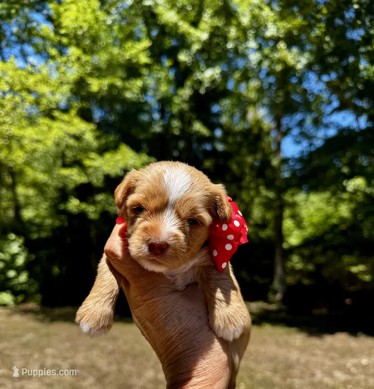 AKC Yorkie HONEY – Yorkshire Terrier puppy for sale in Greensboro, NC
