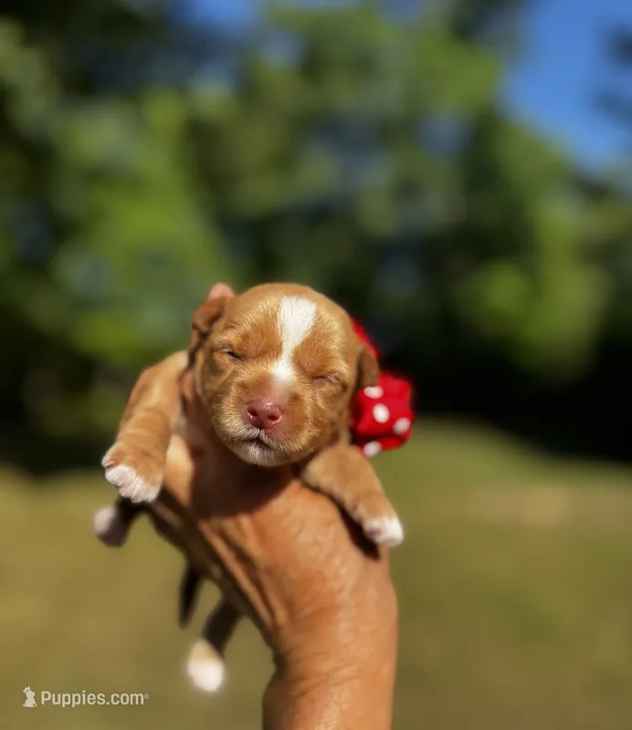 AKC Yorkie HONEY – Yorkshire Terrier puppy for sale in Greensboro, NC