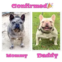 Mochi, a female French Bulldog for sale in Greensboro, NC – 5 of 5
