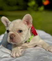 Chilly, a male French Bulldog for sale in Greensboro, NC – 5 of 9