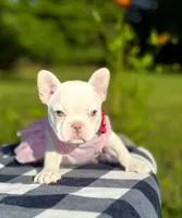 Cherry, a female French Bulldog for sale in Greensboro, NC – 8 of 10