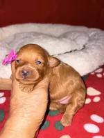 Korean toy Maltipoo - Autumn, a female Maltipoo and Poodle - Toy  for sale in Greensboro, NC – 3 of 8