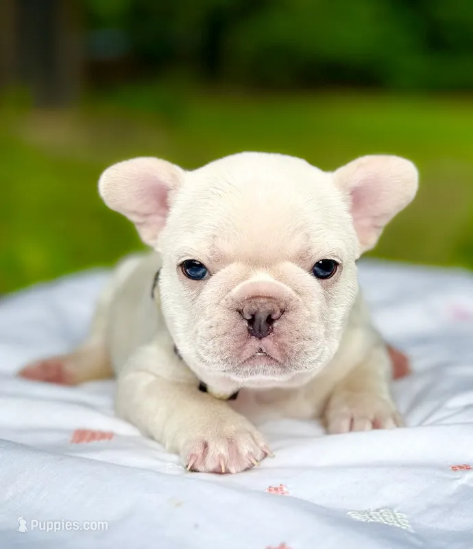 GODO – French Bulldog puppy for sale in Greensboro, NC