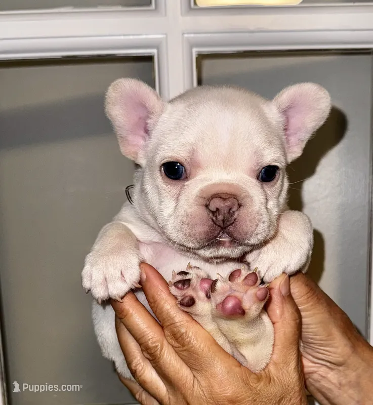 Chilly – French Bulldog puppy for sale in Greensboro, NC