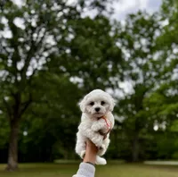LEAF - Korean Maltipoo boy, a male Maltipoo and Maltese for sale in Greensboro, NC – 5 of 7