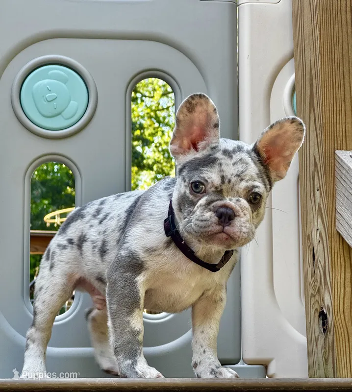 Golf – French Bulldog puppy for sale in Greensboro, NC