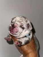 GOLF, a male French Bulldog for sale in Greensboro, NC – 4 of 7