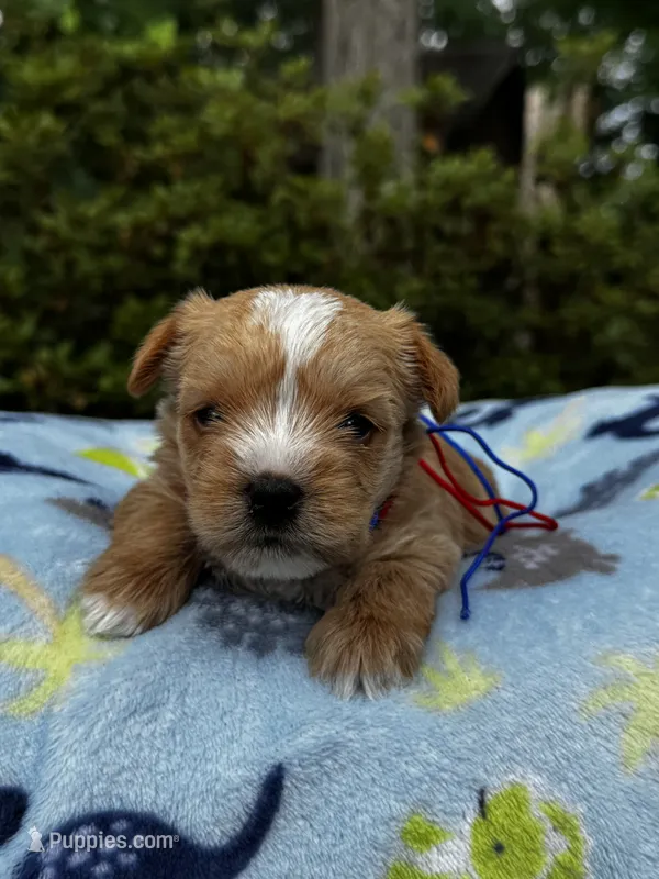 AKC Yorkie--Handy – Yorkshire Terrier puppy for sale in Greensboro, NC