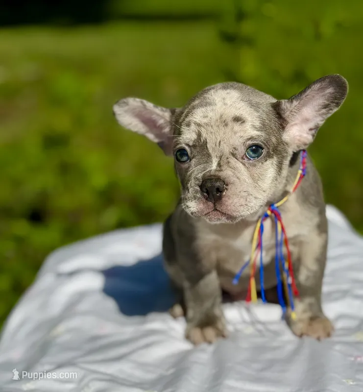 Moe – French Bulldog puppy for sale in Greensboro, NC