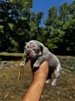 Moe, a male French Bulldog for sale in Greensboro, NC – 8 of 10
