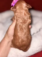 Korean toy Maltipoo - Autumn, a female Maltipoo and Poodle - Toy  for sale in Greensboro, NC – 7 of 8