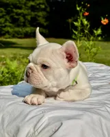 Chilly, a male French Bulldog for sale in Greensboro, NC – 4 of 9