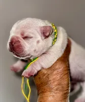CHICO, a male French Bulldog for sale in Greensboro, NC – 5 of 7
