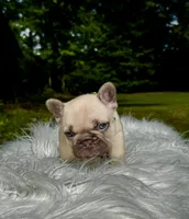 Miso, a male French Bulldog for sale in Greensboro, NC – 8 of 10