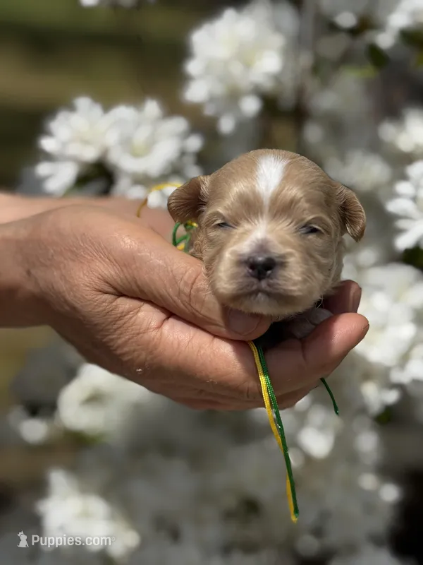 BUD – Maltipoo, Poodle - Toy  puppy for sale in Greensboro, NC