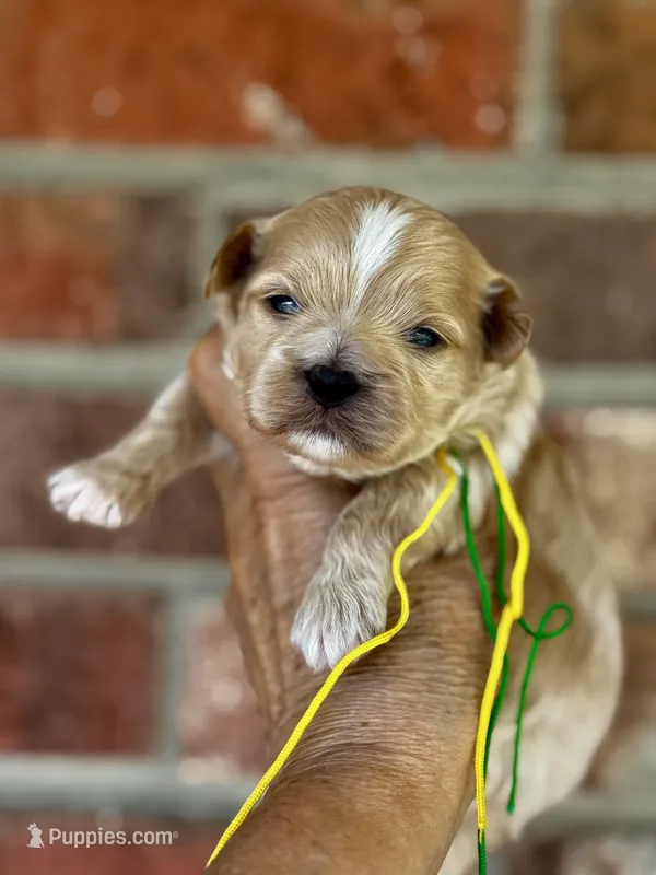 BUD – Maltipoo, Poodle - Toy  puppy for sale in Greensboro, NC