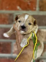 BUD, a male Maltipoo and Poodle - Toy  for sale in Greensboro, NC – Photo 3 of 8