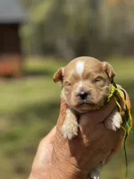 BUD, a male Maltipoo and Poodle - Toy  for sale in Greensboro, NC – Photo 2 of 8