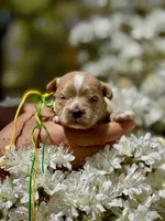 BUD, a male Maltipoo and Poodle - Toy  for sale in Greensboro, NC – Photo 4 of 8