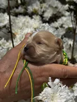 BUD, a male Maltipoo and Poodle - Toy  for sale in Greensboro, NC – Photo 5 of 8