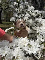 BUD, a male Maltipoo and Poodle - Toy  for sale in Greensboro, NC – Photo 7 of 8