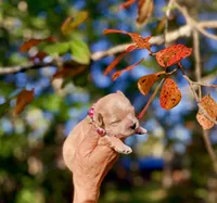Korean Red toy Maltipoo-Apple, a female Maltipoo and Poodle - Toy  for sale in Greensboro, NC – 4 of 10