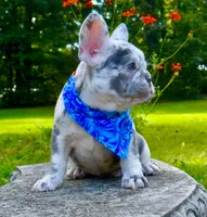 Golf, a male French Bulldog for sale in Greensboro, NC – 7 of 8
