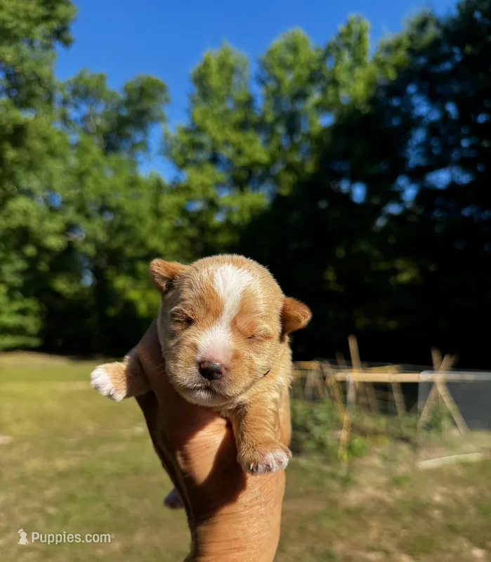 AKC Yorkie--Hero – Yorkshire Terrier puppy on hold in Greensboro, NC